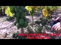 The Success Story of papaya Farming