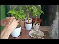 Relaxing Planting Happy Habbits Small Pot to a Table Garden