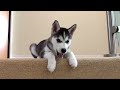Husky Puppy Trying To Walk Down Stairs