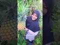 Perakkk Tengok Nenas Sarawak Yang Besaq Gedabak