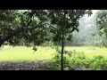 Rain Sounds | Relaxing Video