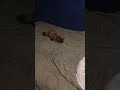 Kitten Going Nuts For a Lighter