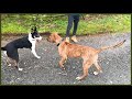 How To FIX Aggressive Behaviour From Your Dog on a Lead INSTANTLY!