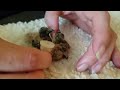 Feeding and weighing baby mourning doves