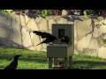 Crow uses a vending machine #3  “Crow box” “Crowkit.com