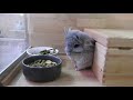 Isis - 5 Tage altes Blue Diamond Chinchilla Girl - Royal Persian Angora