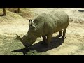 Richmond Zoo - White Rhino