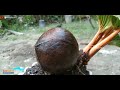 how to beautify the appearance of coconut bonsai bonsai