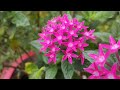 Exploring Egyptian Starcluster Plants 🌺🌼 Discovering botanical wonders beneath the stars#gardening