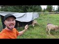 Taming Sheep | Homestead Update