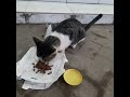 KUCING DENGAN RAUT WAJAH SEDIH DAN TIDAK SEMANGAT MAKAN !!!