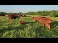 Did buying open cows pay off or backfire?