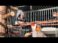 Zebra finch WING NOISE show off - Squeaky chirps feather cleaning