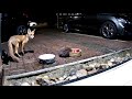Urban foxes: Fox and hedgehog share a food bowl