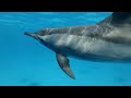 Swimming with Dolphins: A Majestic Encounter in the Wild! #dolphins #cute #animals #trending #funny