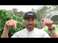 You're Pruning Tomatoes WRONG! This Mistake Will DESTROY Your Harvest!