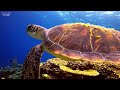 Under North Sea 4K - Beautiful Coral Reef Fish in Aquarium, Sea Animals for Relaxation - 4K Video
