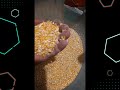 triturador de milho caseiro