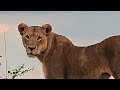 Lioness calling for her cubs.