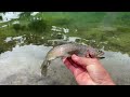 How I Caught These Mountain Trout (Catch and Cook)