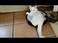 Maine Coon Compilation - Part 1 of Maine Coon Cats doing Maine Coon things