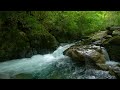 Beautiful River in Forest, Little Birds Chirping, Relaxing Stream Bathing, Relaxing Outdoors, ASMR