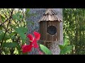 CÓMO HACER CASA DE PÁJAROS // how to make a birdhouse