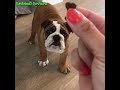 ENGLISH BULLDOG PUPPIES| Funny and cute English bulldog puppies Compilation # 12 | Animal Lovers