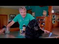 Natural Flea and Tick Spray for Dogs