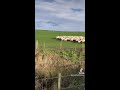 Border collie vs sheep