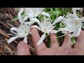 White  Flower,Maria Ansay Vlog