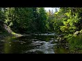Forest River Nature Sounds - Gentle Stream with Birdsong | 4K Relaxing Nature Ambience for Sleep