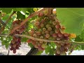 Picking Grapes in 42C/107F at Henley Brook