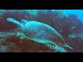 COME DIVE WITH ME IN COZUMEL, MEXICO 2022 - 60 minutes underwater relaxation video
