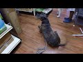 pitbull vs aggressive  malamute meet at the vet !!!