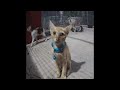 🤣😹 So Funny! Funniest Cats and Dogs 🤣🐈 New Funny Animals 2024 #15