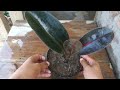 How to grow Rubber plant from cuttings Easy and simple Method | Rubber Plant Propagation