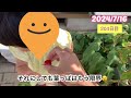 真冬から育てたミニトマトの記録/費用ゼロ円/無肥料,無農薬栽培/おいしく、楽しく