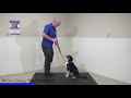 A 5 Minute Training Plan For Teaching Your Dog To STAY!