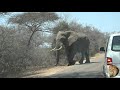 Watch Out - A Massive Elephant Bull. King Of The Road