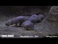 Philadelphia Zoo Naked Mole Rats Awake and Active