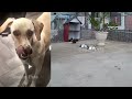 🐕😂 Funniest Cats and Dogs 🤣😆 Funny Animal Videos 2024 # 16