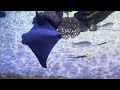 STINGRAY Specie, Amazing Must Watch!!