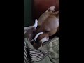 Vicious pit bull fight