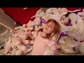 BURiED by BABY UNiCORNS!! Adley has 1,000 Pet Bunnies and Mystery Eggs for YOU! new Spring BFF merch