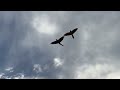 high flying macaws with high clouds