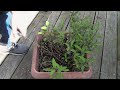 Garden Craft Short #01-02 When and How to Prune Herbs
