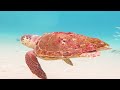 Aquarium 4K VIDEO (ULTRA HD) 🐠 Relaxation with coral reefs and colorful fish - Relaxing Music