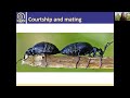 Surveying oil beetles and solitary bees ~ online workshop with Buglife Scotland