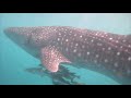 Tauchen Koh Tao mit Calypso Diving Koh Samui (Tauchen, Diving, Samui, Walhai, Whale Shark)